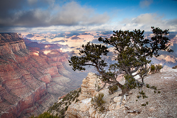 Pinyon Pine (Pinus edulis) & Grand Canyon, Grand Canyon NP, AZ