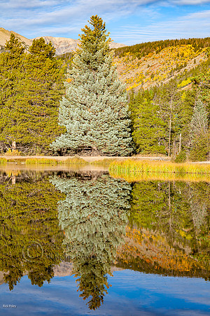 Blue Spruce Reflection, Sprague Lake, Rocky Mountain NP, CO
