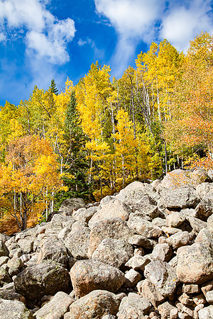 Quaking Aspens (Populus tremuloides) in Fall & Talus Slope, Rock