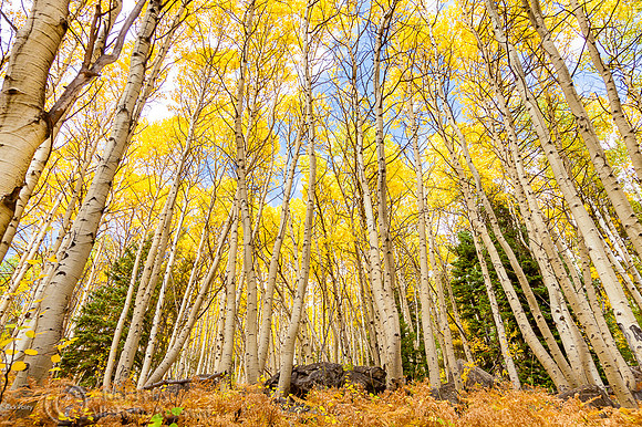 Quaking Aspen Grove (Populus tremuloides) in Autumn, Rocky Mount