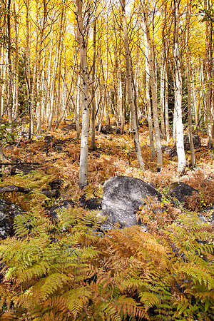 Bracken Fern (Pteridium sp.) & QQuaking Aspen (Populus tremuloid