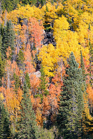 Autumn Hillside, Rocky Mountain NP, CO