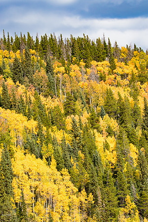 Quaking Aspens & Spruce, Fir Hillside in Autumn, Rocky Mountain