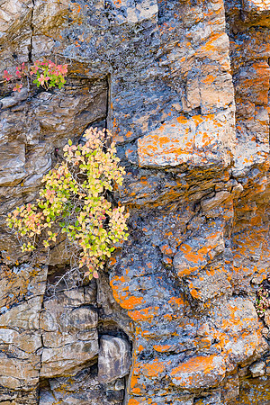 Lichen-Encrusted Cliff-Side Rin Autumn, Rocky Mountain NP, CO