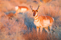 Pronghorn (Antilocapra americana), near San Antonio NM