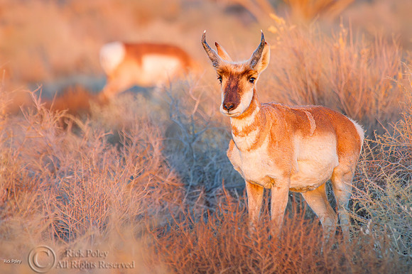 Pronghorn (Antilocapra americana), near San Antonio NM