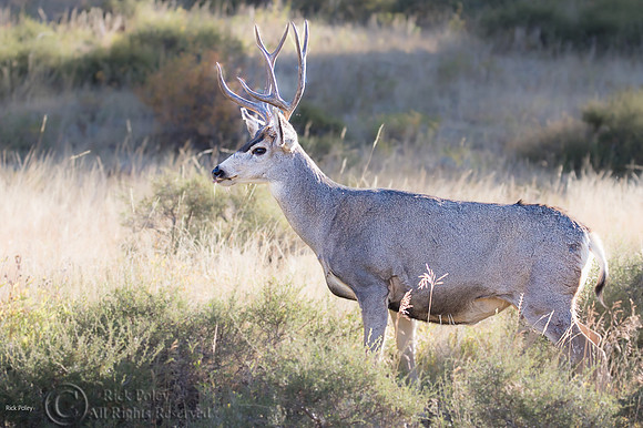 9-Point Mule Deer (Odocoileus hemionus) Buck; Rocky Mountain NO,