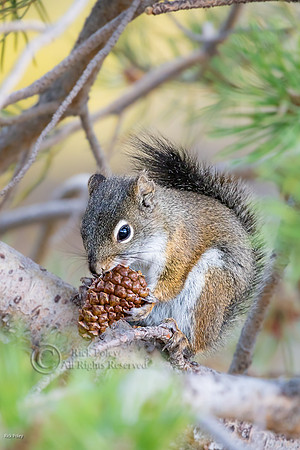 Foraging American Red Squirrel (Tamiasciurus hudsonicus) or Chic