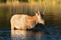 Young Bull Elk (Cervus canadensis) in Lake,  Rocky Mountain NP,