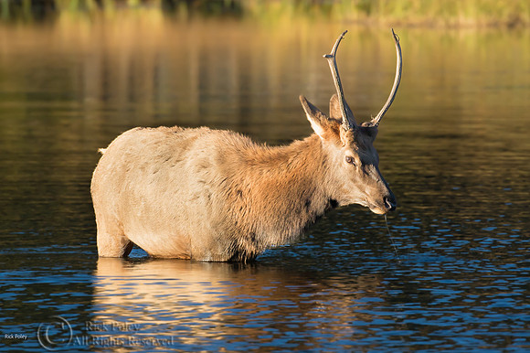 Young Bull Elk (Cervus canadensis) in Lake,  Rocky Mountain NP,