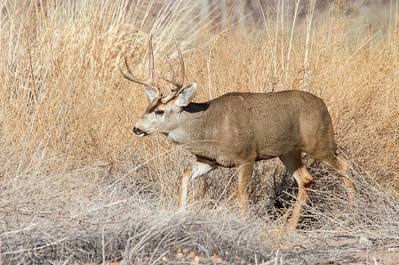 Mule Deer (Odocoileus hemionus) Buck, Bosque del Apache NWR, NM