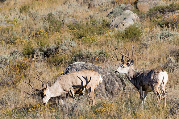 Mule Deer (Odocoileus hemionus) Bucks, Rocky Mountain NP, CO