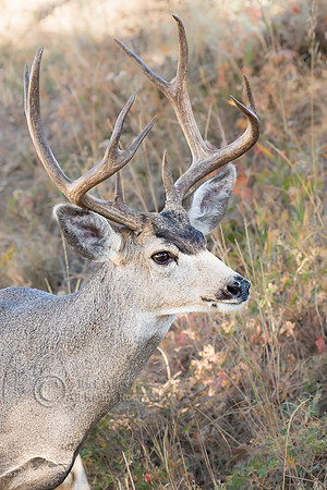 10-Point Mule Deer Buck (Odocoileus hemionus), Rocky Mountain NP