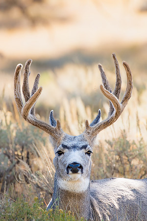 10-Point Mule Deer Buck (Odocoileus hemionus) With Velvet Antler