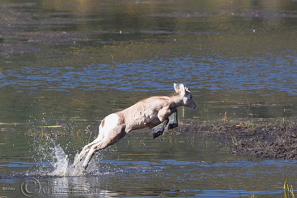 Juvenile Bighorn Sheep (Ovis canadensis) Running Through Wetland