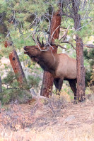 7X6 Point Bull Elk (Cervus canadensis), Rocky Mountain NP, CO(Ce