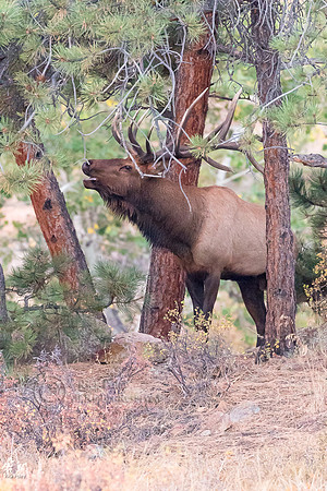 7X6 Point Bull Elk (Cervus canadensis), Rocky Mountain NP, CO(Ce