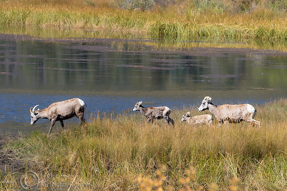 Bighorn Sheep (Ovis canadensis) Family & Pond,  Rocky Mountain N