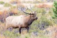 Bull Elk (Cervus canadensis), Rocky Mountain NP, CO