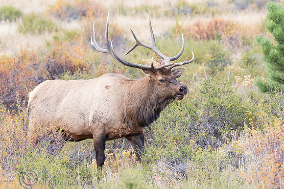 Bull Elk (Cervus canadensis), Rocky Mountain NP, CO