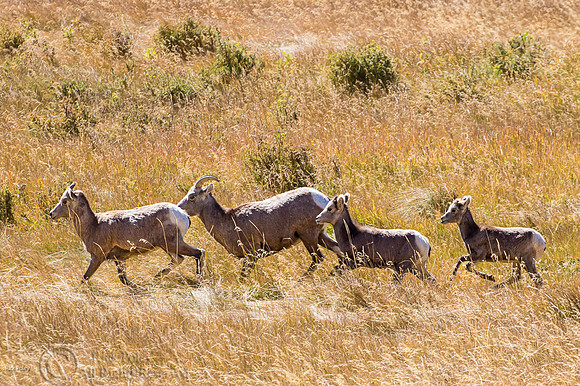 Bighorn Sheep (Ovis canadensis) Lambs & Ewes Running, Rocky Moun