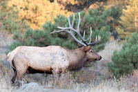 7X6 Point Bull Elk (Cervus canadensis), Rocky Mountain NP, CO