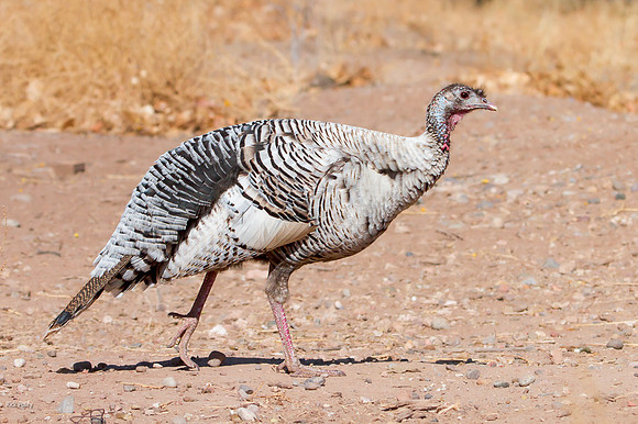 Female White Turkey (Meleagris gallopavo), Bernalillo County, NM