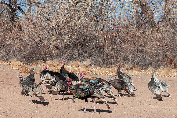 Wild Turkey (Meleagris gallopavo) Flock, Bernalillo County, NM