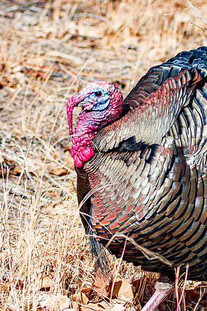 Tom Turkey (Meleagris gallopavo), Bernalillo County, NM