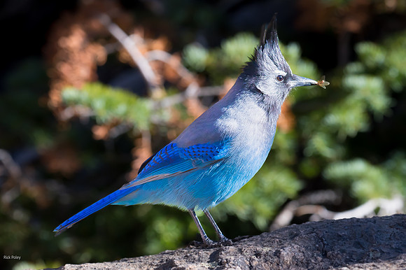 Steller's Jay (Cyanocitta stelleri) With Insect,  Rocky Mountain