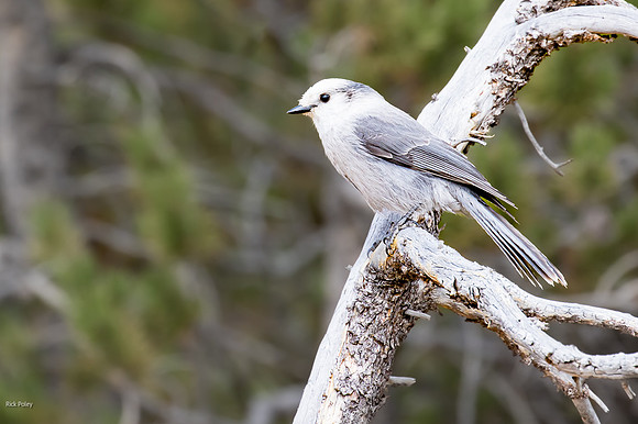 Gray Jay (Perisoreus canadensis) Also Known as Whisky Jack & Cam