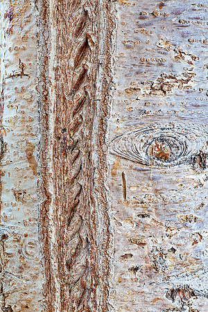 Aspen Trunk Bark Pattern, Rocky Mountain NP, CO