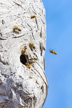 Western Yellowjackets (Vespula pensyvanica) Entering Gray Paper
