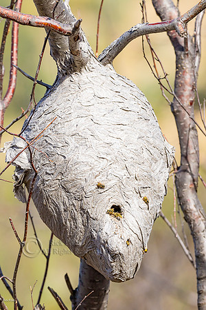 Western Yellowjackets (Vespula pensyvanica) Gray Paper Nest in T
