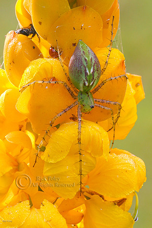Green Lynx Spider (Peucetia viridans), Pasco County, FL
