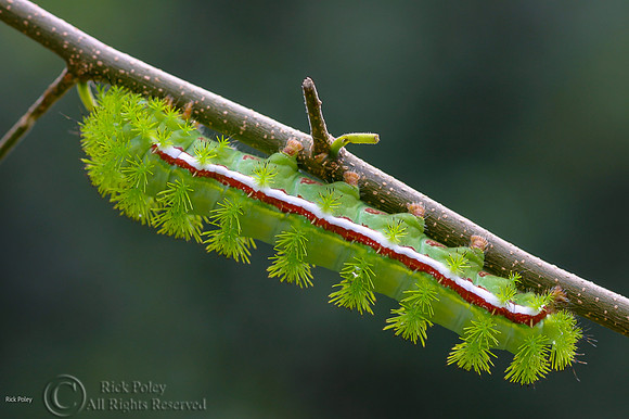Io Moth Caterpillar (Automeris io), Pasco County, FL