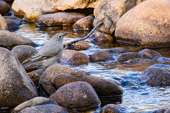 Townsend's Solitaire (Myadestes townsendi) Along the Big Thompso