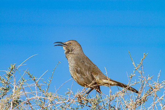 Calling Curve-billed Thrasher (Toxostoma curvirostre), Sandoval