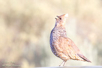 Scaled Quail (callipepla squamata) Calling, NM
