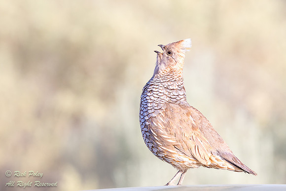 Scaled Quail (callipepla squamata) Calling, NM