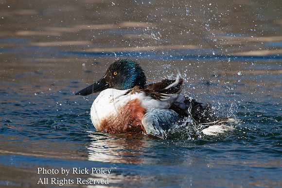 Bathing & Preening Male Northern Shoveler