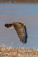 Female Northern Harrier (Circus cyaneus) Takes Flight, Bosque de