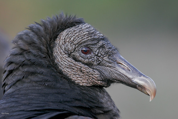 Black Vulture (Coragyps atratus)