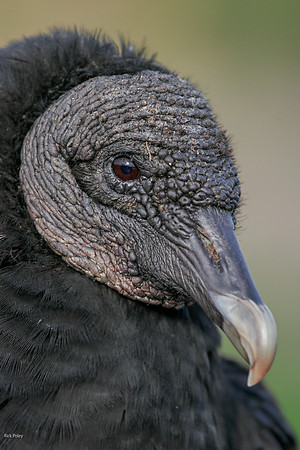 Black Vulture (Coragyps atratus) Portrait