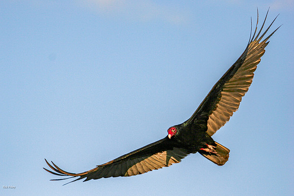 Turkey vulture (Cathartes aura), in Flight, Everglades NP, FL