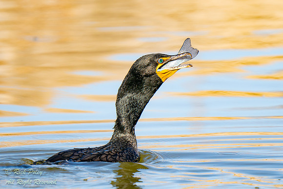 Double-crested Cormorant (Phalacrocorax auritus) Feeding on Trou