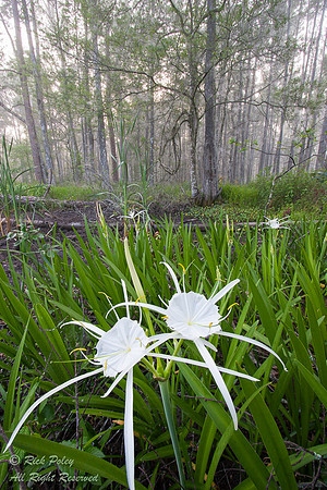 Spider Lily (Hymenocallis sp) in Cypress Swamp, Green Swamp West
