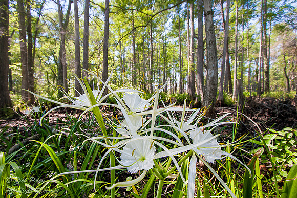 Spider Lily (Hymenocallis sp) in Cypress Swamp, Green Swamp West