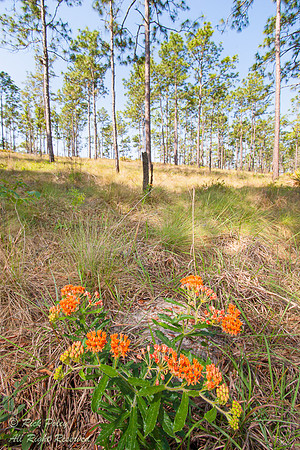 Orange Flowering Milkweed (Asclepias sp.), Green Swamp West Unit