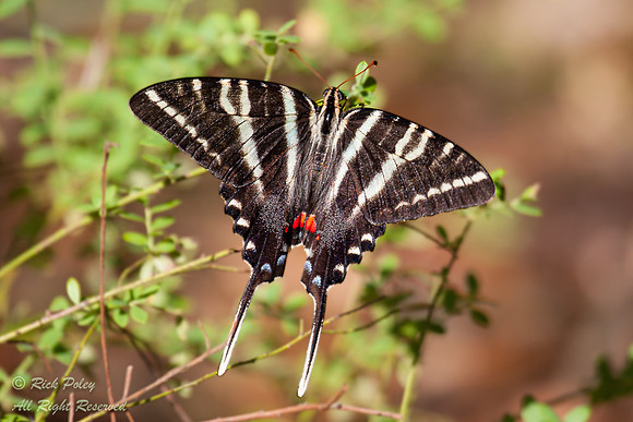 Zebra Swallowtail (Eurytides marcellus) Butterfly, Green Swamp W